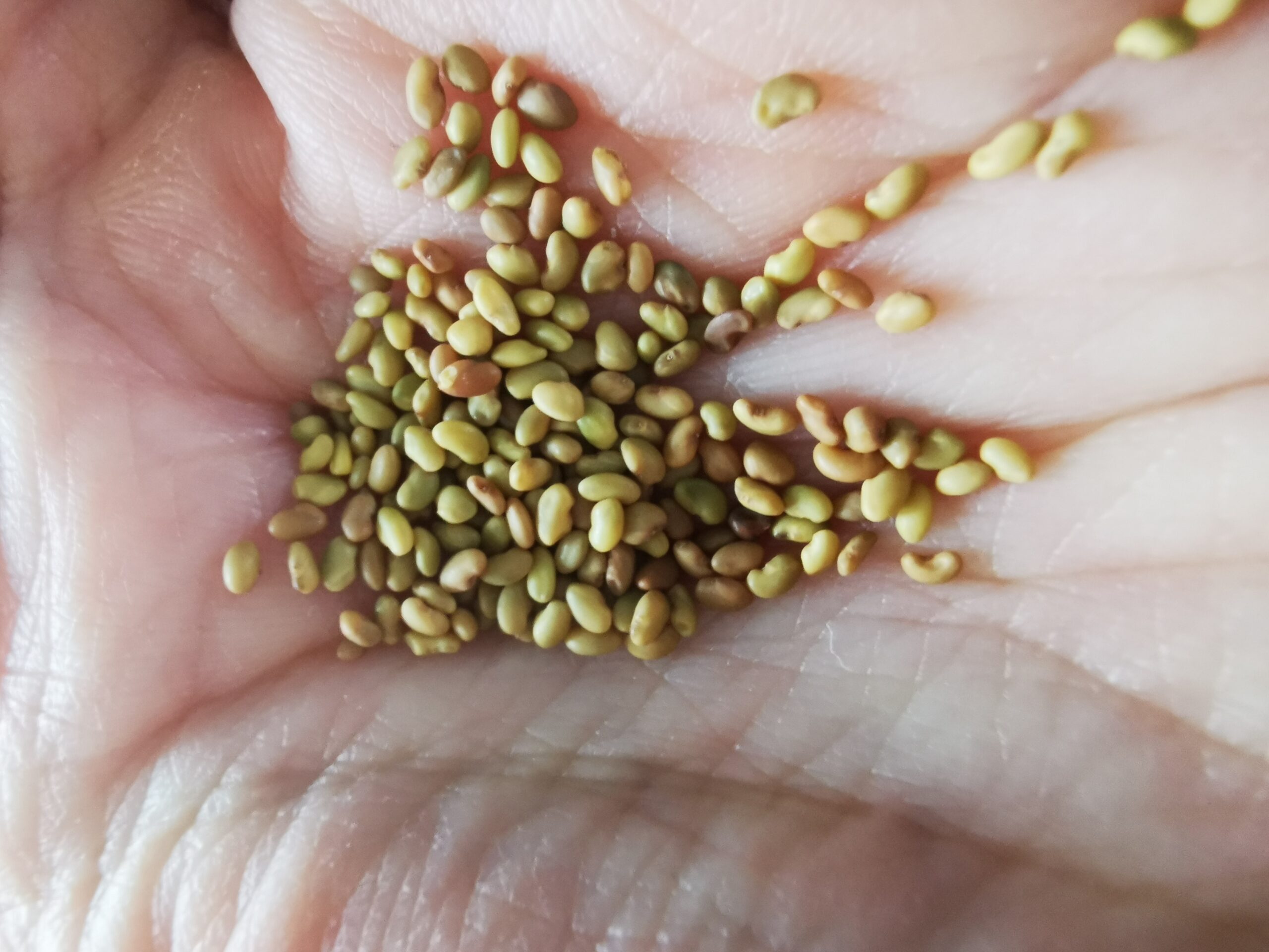 IMG_20241215_133605 Graines d'alfalfa